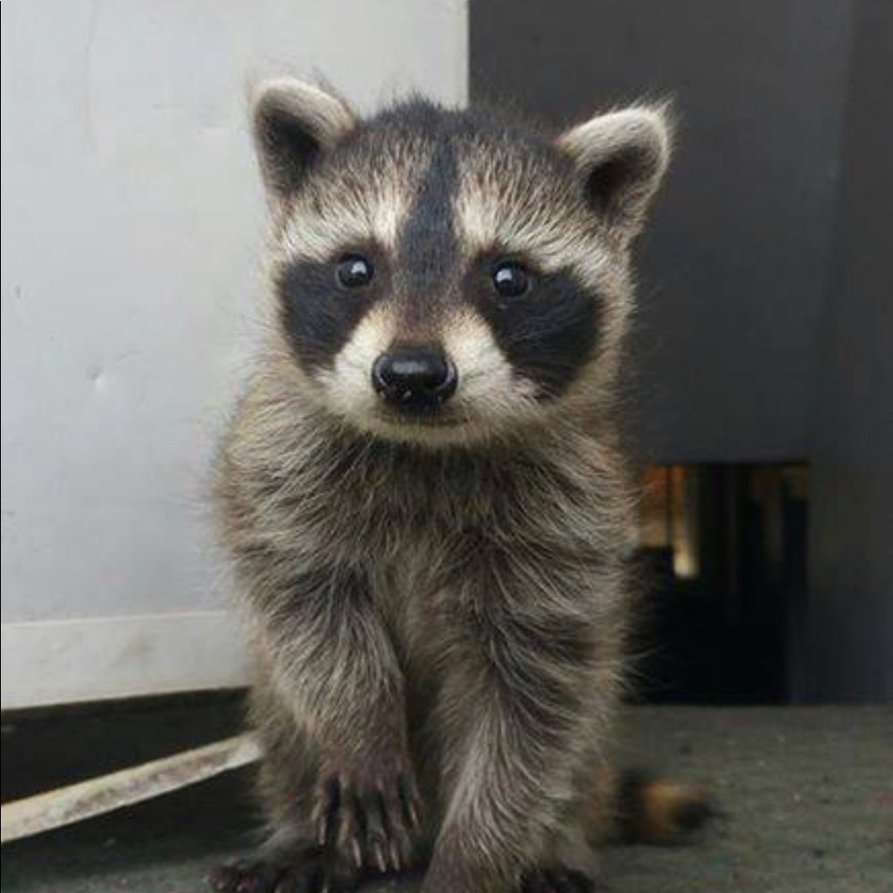 Meet your Posher, Kyandi